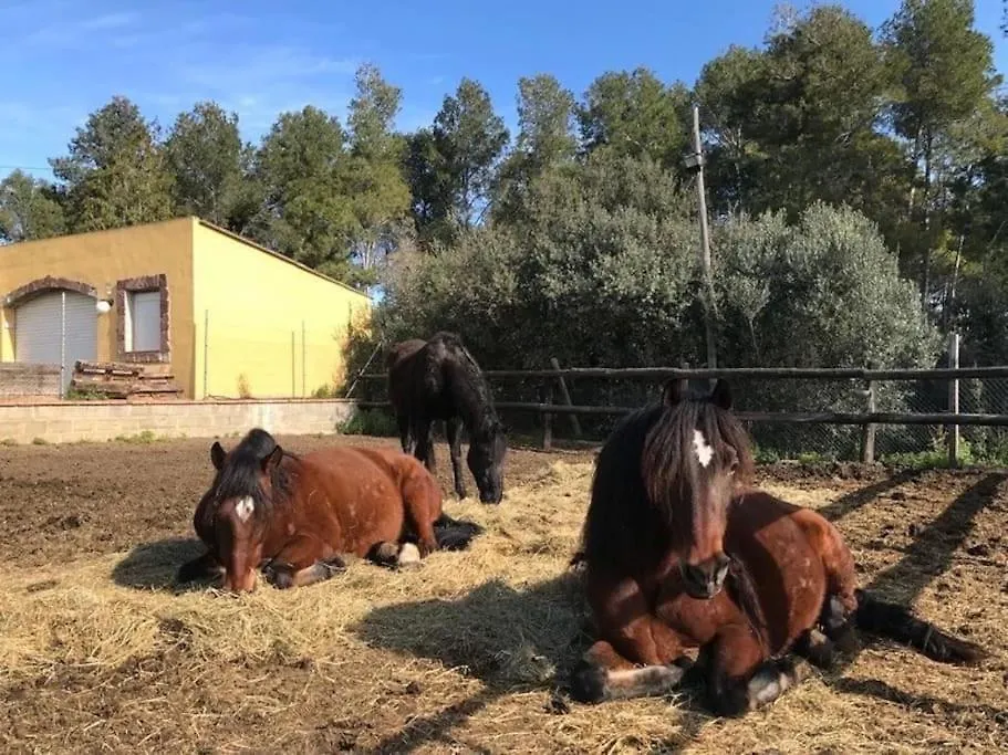 Cal Murenu Rural Torrelles de Foix
